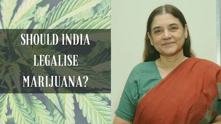 Maneka Gandhi suggests legalising marijuana for medical purposes in India