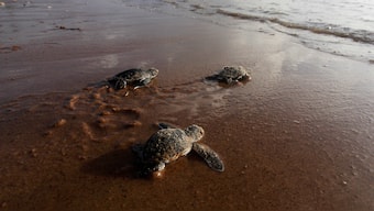 Turtles weren't always toothless: 'missing link' in turtle evolution found