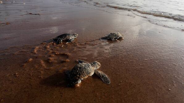 122 sea turtles from an endangered species found dead on Mexico beach