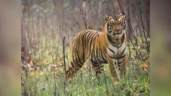 Tigerland: Why Pilibhit's impoverished villagers are deliberately venturing into tiger territory