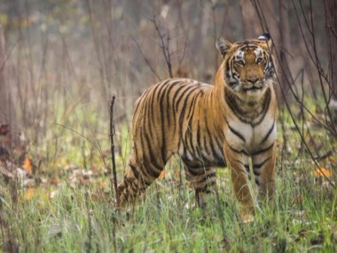 Tigerland: Why Pilibhit's impoverished villagers are deliberately venturing into tiger territory Tigerland: Why Pilibhit's impoverished villagers are deliberately venturing into tiger territory