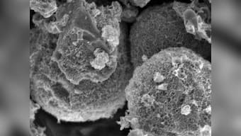 Scientists discover method to convert dried leaves into electronics