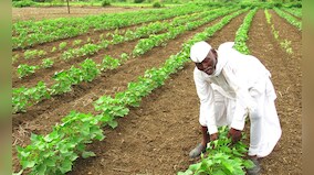 Marathwada Diary: Farmers risk a dicey second sowing as rainfall failure stunts growth of Kharif crops