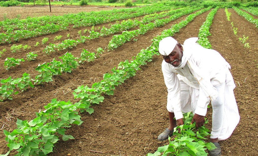 Marathwada Diary: Farmers risk a dicey second sowing as rainfall failure stunts growth of Kharif crops Marathwada Diary: Farmers risk a dicey second sowing as rainfall failure stunts growth of Kharif crops