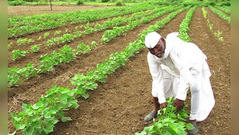 Marathwada Diary: Farmers risk a dicey second sowing as rainfall failure stunts growth of Kharif crops