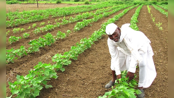 Marathwada Diary: Farmers risk a dicey second sowing as rainfall failure stunts growth of Kharif crops