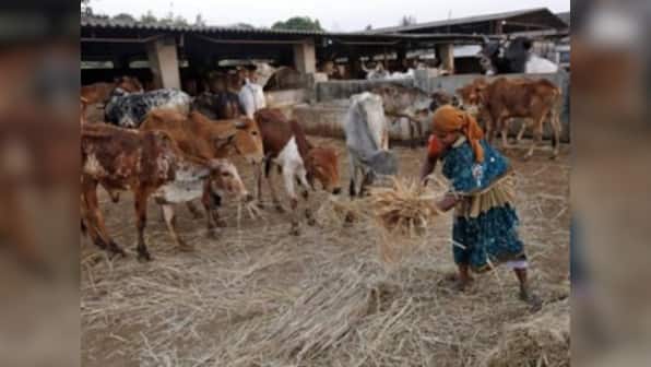 Cow deaths in Chhattisgarh: As tale of corruption unfolds, Congress prepares stand against govt