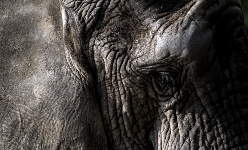 Elephant AP 825