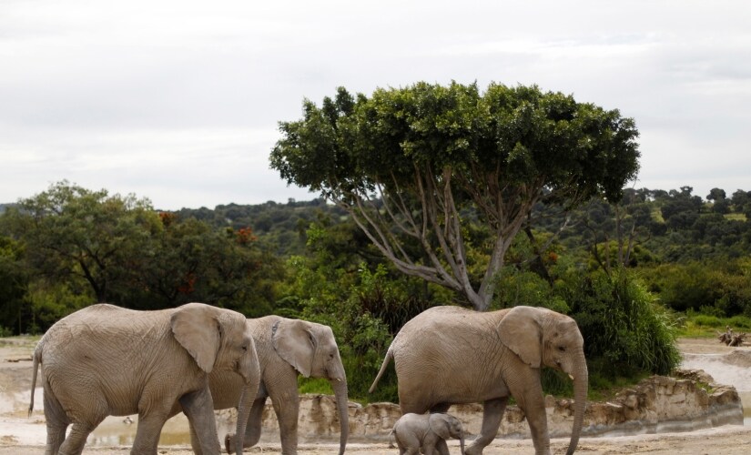 Elephant Reuters 825