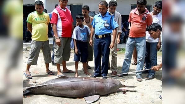 Monitor lizard and Gangetic dolphin: Human greed and superstitions driving them closer to extinction