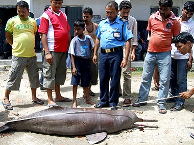 Monitor lizard and Gangetic dolphin: Human greed and superstitions driving them closer to extinction Monitor lizard and Gangetic dolphin: Human greed and superstitions driving them closer to extinction