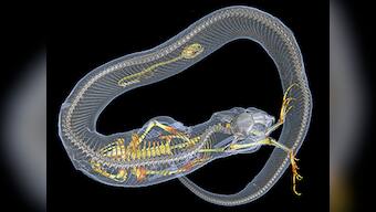 Researchers plan to use CT scanners to provide 3D images of over 20,000 vertebrates to the public