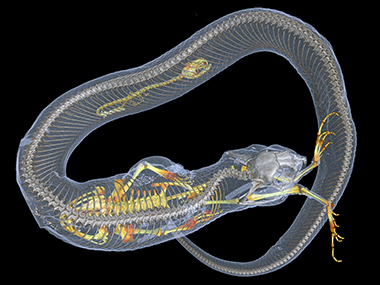 Researchers plan to use CT scanners to provide 3D images of over 20,000 vertebrates to the public Researchers plan to use CT scanners to provide 3D images of over 20,000 vertebrates to the public
