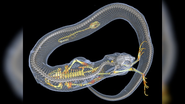 Researchers plan to use CT scanners to provide 3D images of over 20,000 vertebrates to the public