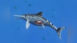 Scientists discover pregnancy in a 200 million year old Ichthyosaurus specimen