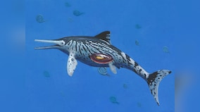 Scientists discover pregnancy in a 200 million year old Ichthyosaurus specimen