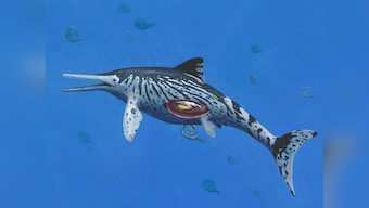 Scientists discover pregnancy in a 200 million year old Ichthyosaurus specimen