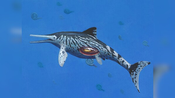 Scientists discover pregnancy in a 200 million year old Ichthyosaurus specimen