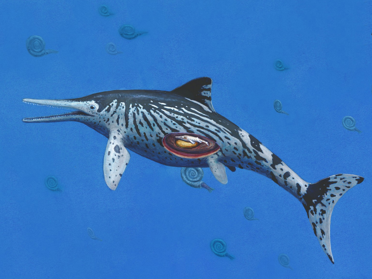 Scientists discover pregnancy in a 200 million year old Ichthyosaurus specimen Scientists discover pregnancy in a 200 million year old Ichthyosaurus specimen