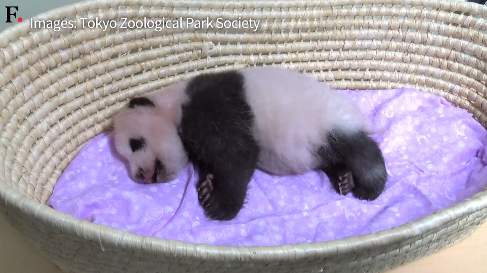 fluffy panda bear
