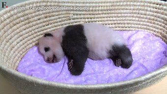 Watch: Tokyo zoo releases video of 'fluffy' baby panda