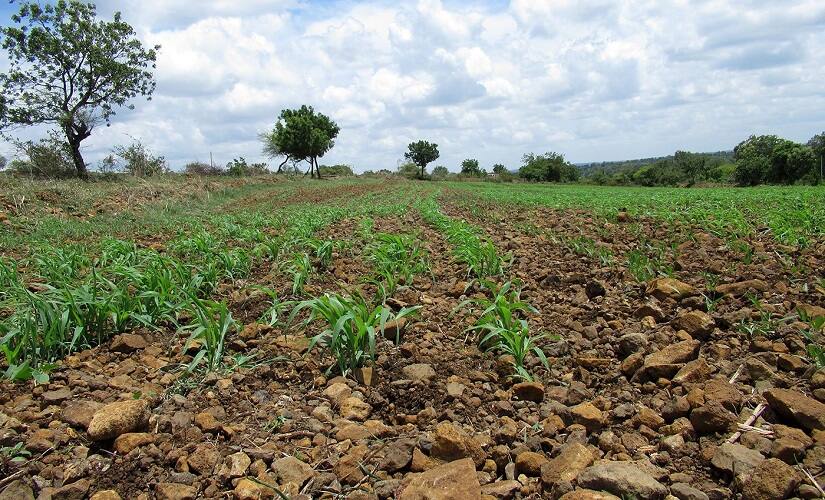 With lack of rainfall, many crops have either dried up or have seen stunted growth. Parth MN/Firstpost