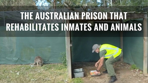 Watch: Australian prison provides rehab for inmates and animals