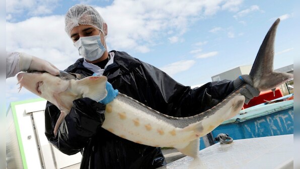 Sturgeons are on verge on extinction because their eggs are in high demand as cocktail snack