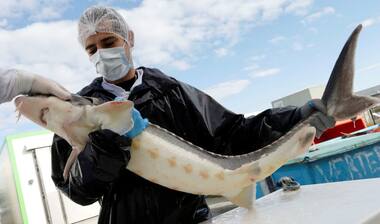 Sturgeons are on verge on extinction because their eggs are in high demand as cocktail snack