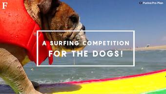 Watch: A surfing championship for dogs