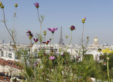 Agra NGO to use radio frequency identification chip to improve plant care Agra NGO to use radio frequency identification chip to improve plant care