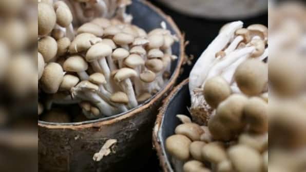 The great mushroom of China: Eight kg, 1.8 meter-wide specimen discovered in Yunnan province