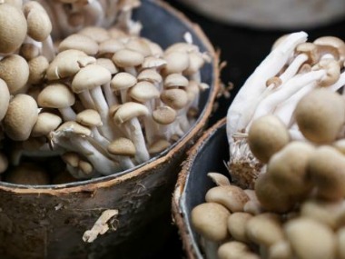 The great mushroom of China: Eight kg, 1.8 meter-wide specimen discovered in Yunnan province The great mushroom of China: Eight kg, 1.8 meter-wide specimen discovered in Yunnan province