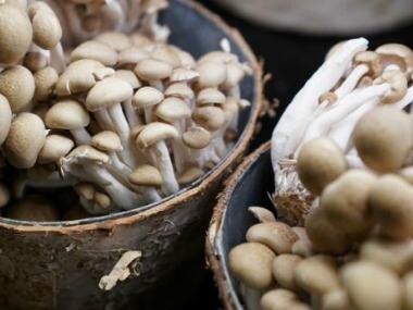 The great mushroom of China: Eight kg, 1.8 meter-wide specimen discovered in Yunnan province