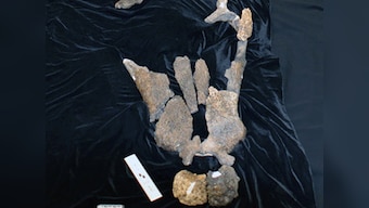 Researchers identify massive ancient species of crocodile that fed on dinosaurs