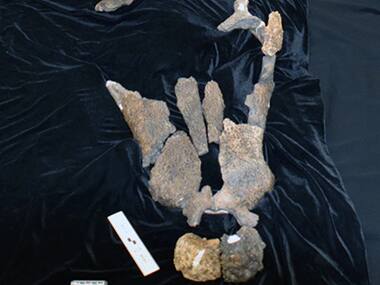 Researchers identify massive ancient species of crocodile that fed on dinosaurs