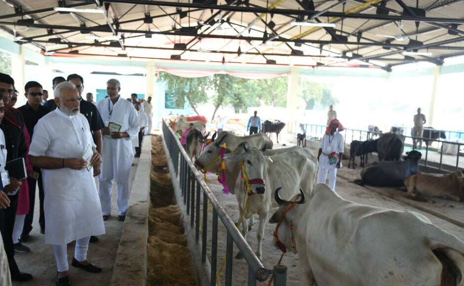 Modi's packed schedule for the day started with the inauguration of a sanitation drive and a new gaushala, milk producing unit, an animal hospital and ‘Pashudhan Arogya Mela‘ in Shahanshahpur on the outskirts of Varanasi, his Lok Sabha constituency. Twitter @BJP4India Modi's packed schedule for the day started with the inauguration of a sanitation drive and a new gaushala, milk producing unit, an animal hospital and ‘Pashudhan Arogya Mela‘ in Shahanshahpur on the outskirts of Varanasi, his Lok Sabha constituency. Twitter @BJP4India