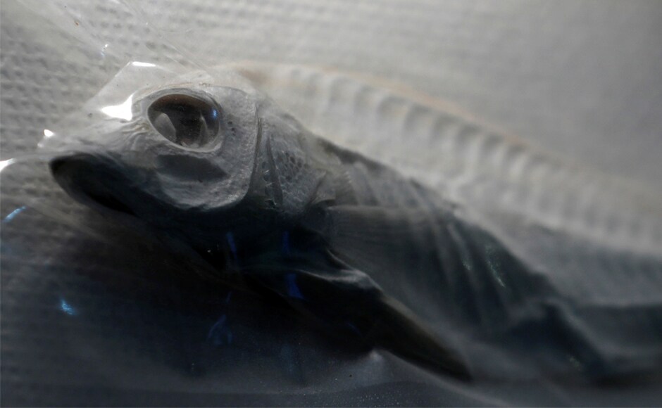 A specimen of a mercury-contaminated fish from 1956. Before the government named methylmercury as its cause in 1968, victims faced discrimination over fears it was contagious, which deterred many from seeking legal recognition. Reuters A specimen of a mercury-contaminated fish from 1956. Before the government named methylmercury as its cause in 1968, victims faced discrimination over fears it was contagious, which deterred many from seeking legal recognition. Reuters