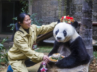 File image of "Basi", world's oldest panda on her last birthday. AP