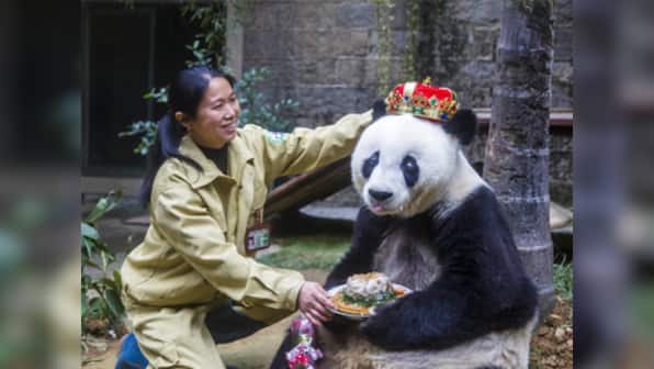 Bye bye 'Basi': World's oldest captive panda dies in China at age of 37 of liver cirrhosis, kidney failure