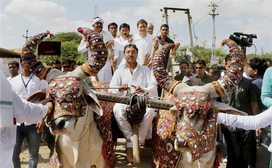 From Dwarka, Gandhi headed to Hanjrapar, where he was accorded a traditional welcome by villagers. He even took a bullock cart ride to show solidarity with the farming community. PTI From Dwarka, Gandhi headed to Hanjrapar, where he was accorded a traditional welcome by villagers. He even took a bullock cart ride to show solidarity with the farming community. PTI