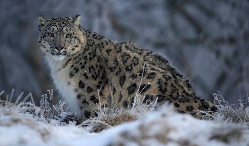 A snow leopard walks in its enclosure at the RZSS Highland Wildlife Park near Kincraig Scotland, Britain, February 12, 2016. REUTERS/Russell Cheyne/File Photo - S1BEUIEJKGAA