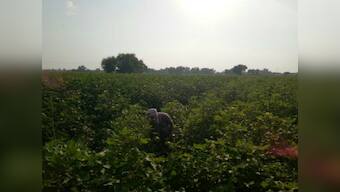With Dera Sacha Sauda under police lens, villages near Sirsa become collateral damage