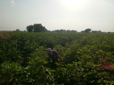 With Dera Sacha Sauda under police lens, villages near Sirsa become collateral damage With Dera Sacha Sauda under police lens, villages near Sirsa become collateral damage