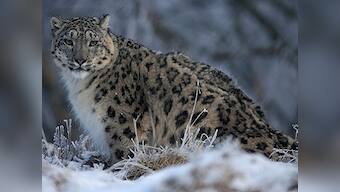 Wildlife Photography 101: Want to start wildlife photography, there are ethics and rules for it