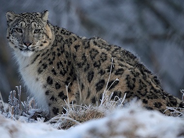 On the trail of the grey ghost: Stalking the elusive snow leopard in the hills of Kyrgyzstan On the trail of the grey ghost: Stalking the elusive snow leopard in the hills of Kyrgyzstan
