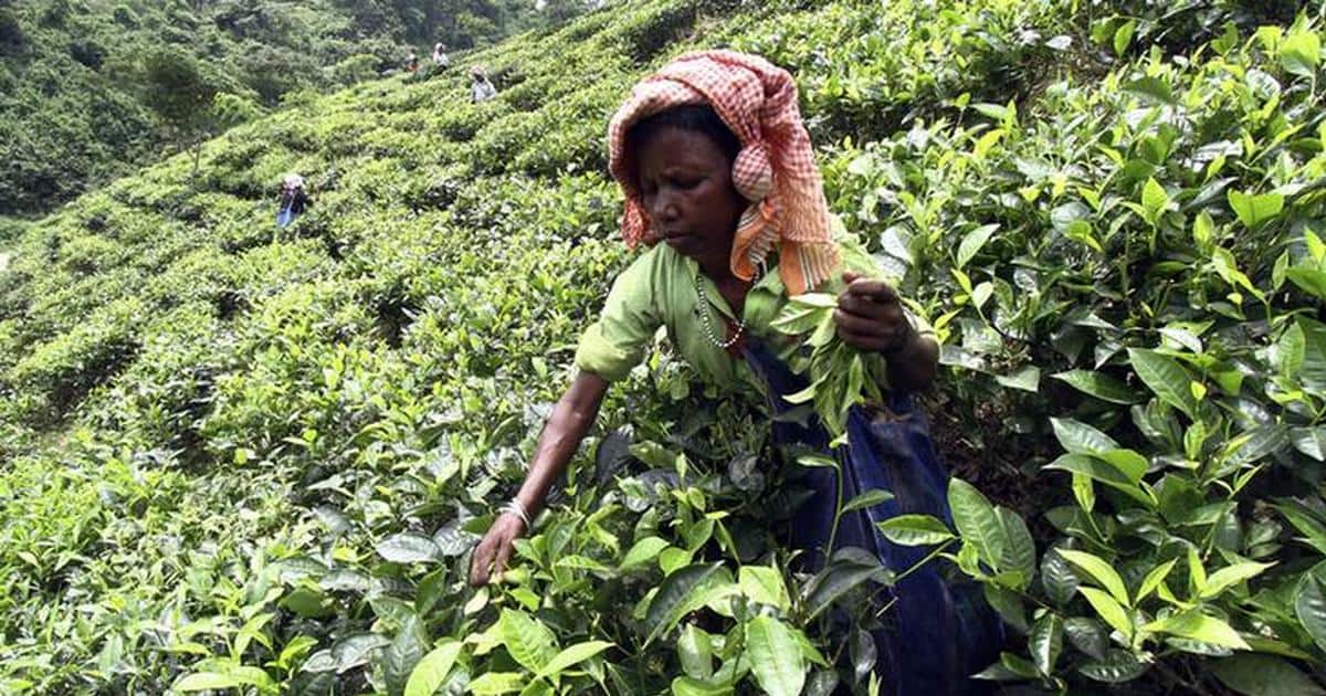 Speciality tea Tripura set to scale up white tea production after