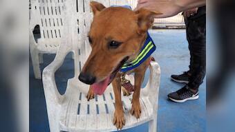 Advertising agency in Thailand develops smart vest that turns stray dogs into street guardians