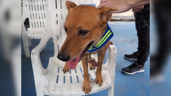 Advertising agency in Thailand develops smart vest that turns stray dogs into street guardians