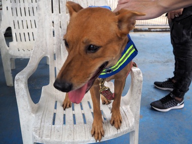 Advertising agency in Thailand develops smart vest that turns stray dogs into street guardians Advertising agency in Thailand develops smart vest that turns stray dogs into street guardians